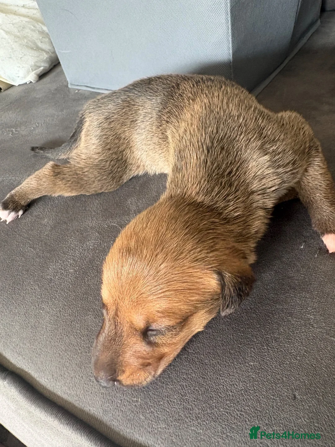 Lurcher dogs for sale: 3 beautiful lurcher pups  - Advert 2