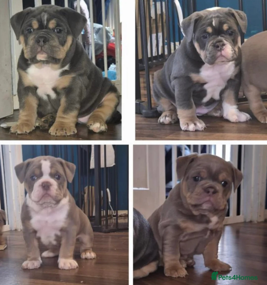Olde English Bulldogge dogs for stud: Olde English Bulldog stud well proven - Advert 11