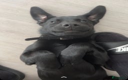 Labrador Retriever dogs for sale: Freddie is looking for his forever home  - Advert 4