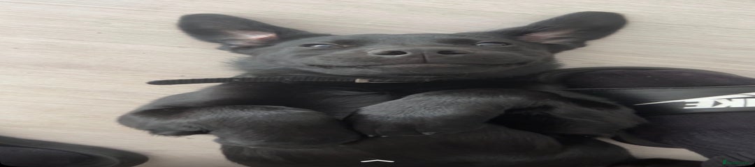 Labrador Retriever Puppy 1