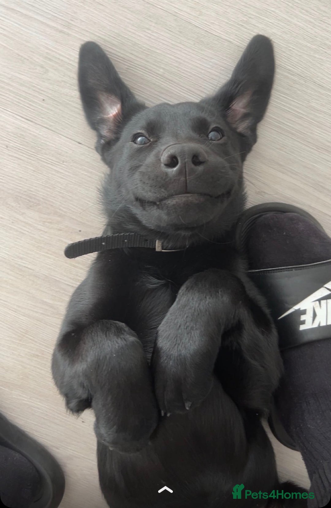 Labrador Retriever dogs for sale: Freddie is looking for his forever home  - Advert 4