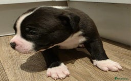 American Bull Staffy dogs for sale: Stunning litter of American bull x staffy puppys  - Advert 15