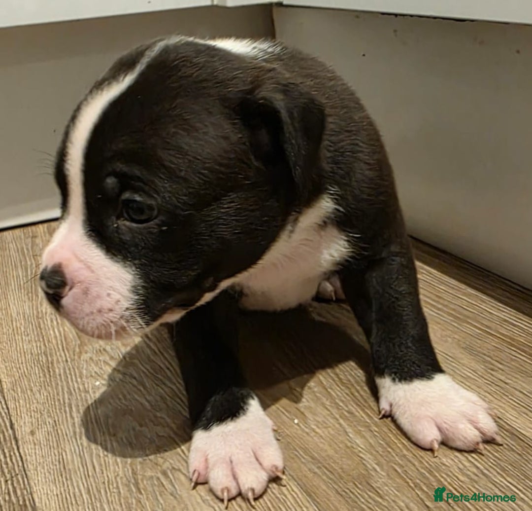 American Bull Staffy dogs for sale: Stunning litter of American bull x staffy puppys  - Advert 15