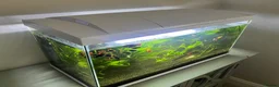 Other/Mixed Breed fish for sale: Fish tank with assorted fish  in Farnham - Advert 7