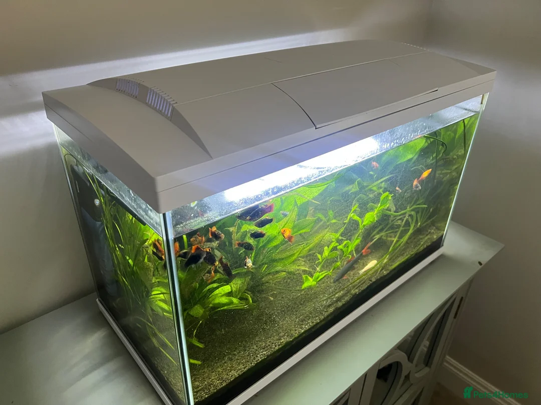 Other/Mixed Breed fish for sale: Fish tank with assorted fish  in Farnham - Advert 7