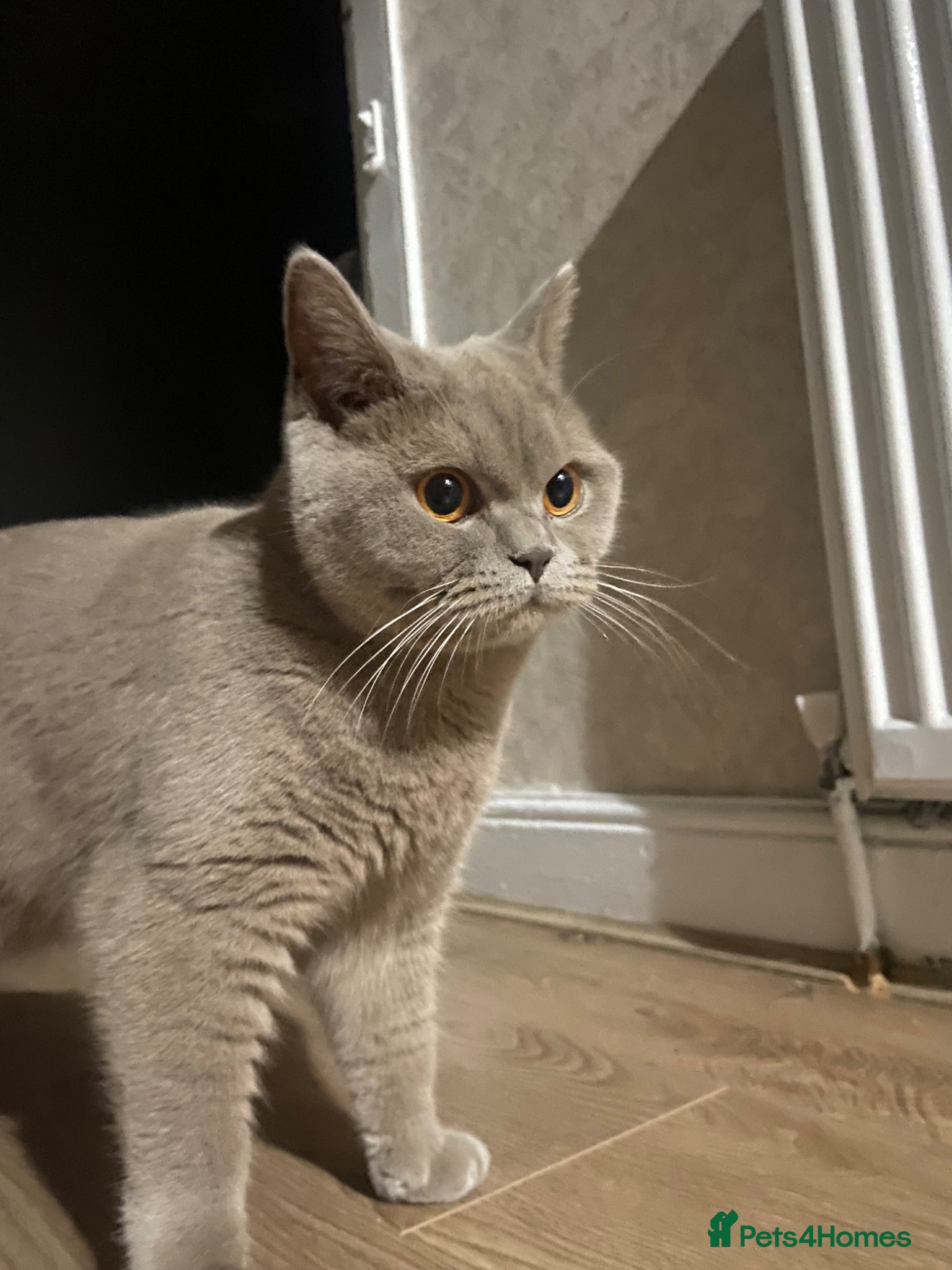British Shorthair cats British shorthair  - Advert 1