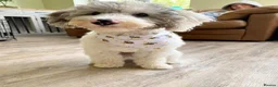 Miniature Poodle dogs for stud: Brown Phantom Merle Mini Poodle health tested in Stockton-on-Tees - Advert 7