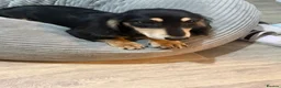 Dachshund dogs for sale: Beautiful Minituare Dachshund - Advert 4