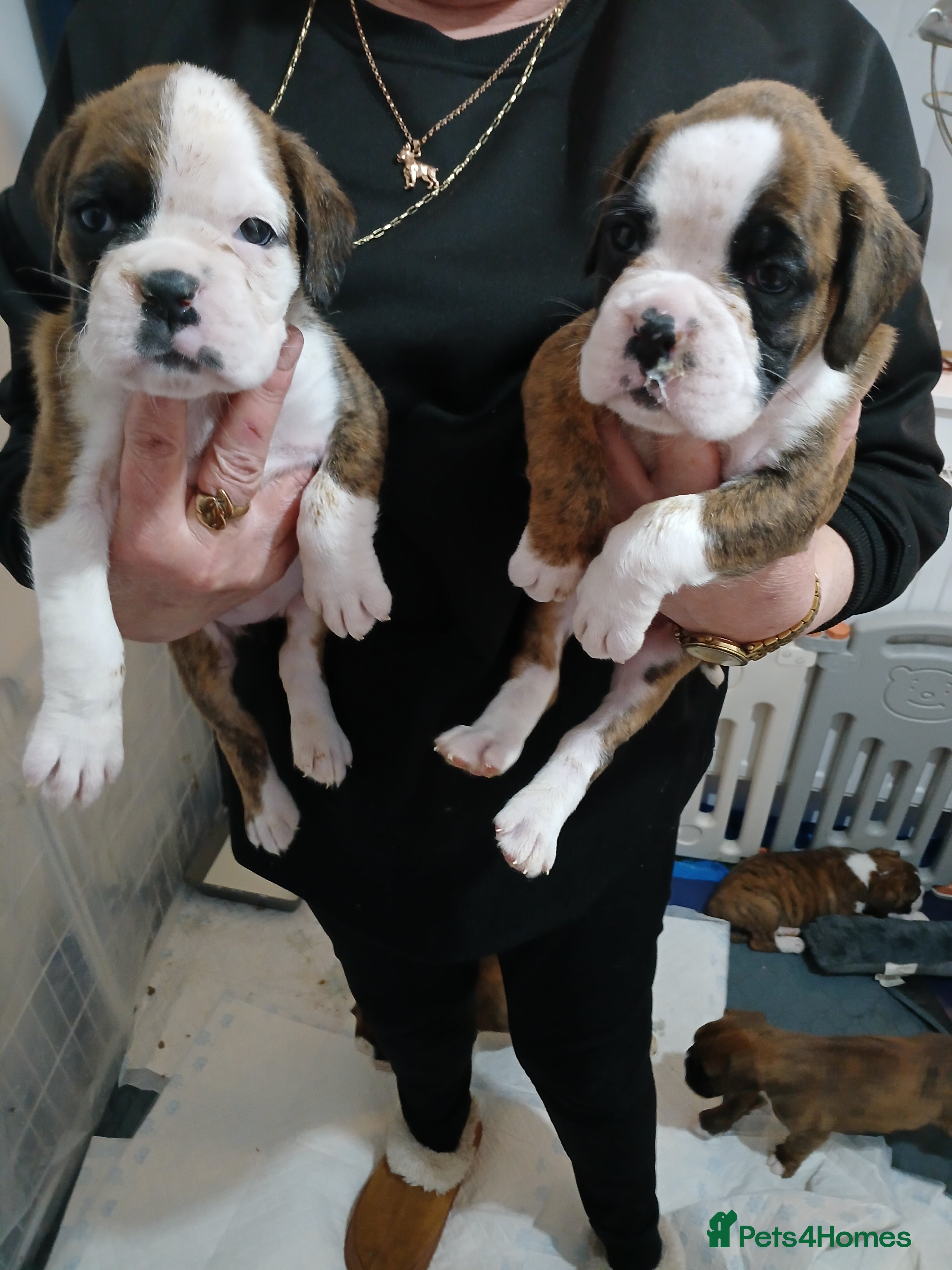 Boxer dogs champion sired boxer pups  - Advert 1