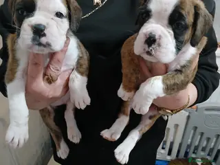 Boxer dogs champion sired boxer pups - Advert 1