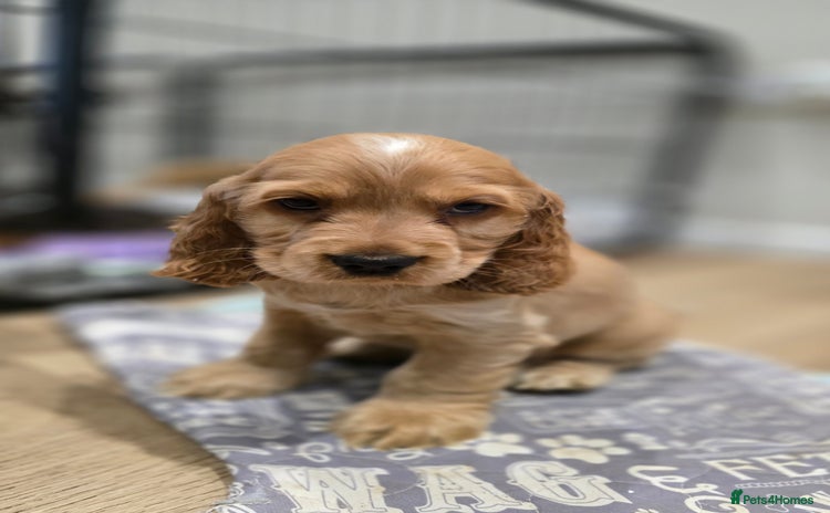 Cocker Spaniel dogs KC Health tested Golden Show Cocker Spaniel Boy - Advert 3