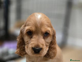 Cocker Spaniel dogs KC Health tested Golden Show Cocker Spaniel Boy - Advert 4