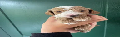 Cockapoo 2