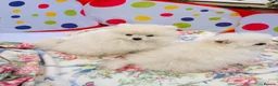 Pomeranian dogs for sale: Beautiful Pomeranian  - Advert 7