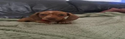 Miniature Dachshund dogs for sale: Beautiful Minature Dachsund's for sale - Advert 33