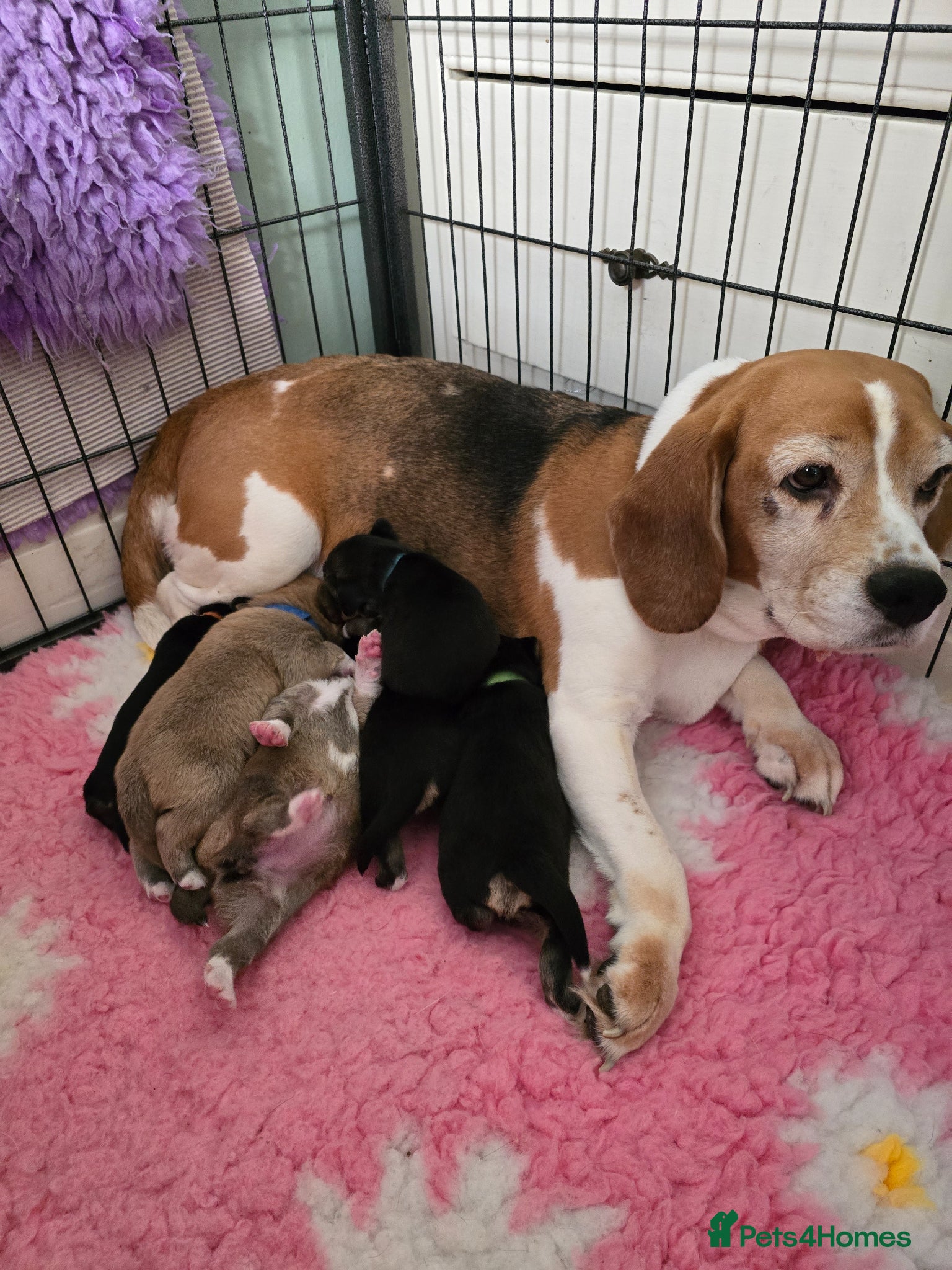 Mixed Breed dogs Beagle x puppies - Advert 15