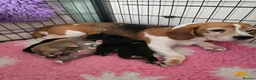 Mixed Breed dogs for sale: Beagle x puppies - Advert 1