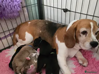 Mixed Breed dogs Beagle x puppies - Advert 15