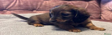 Dachshund 3