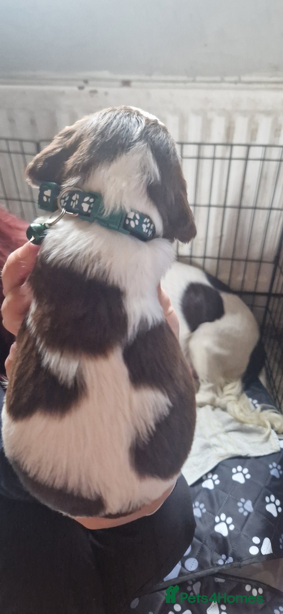 English Springer Spaniel dogs for sale: English springer spaniel pups - Image 7
