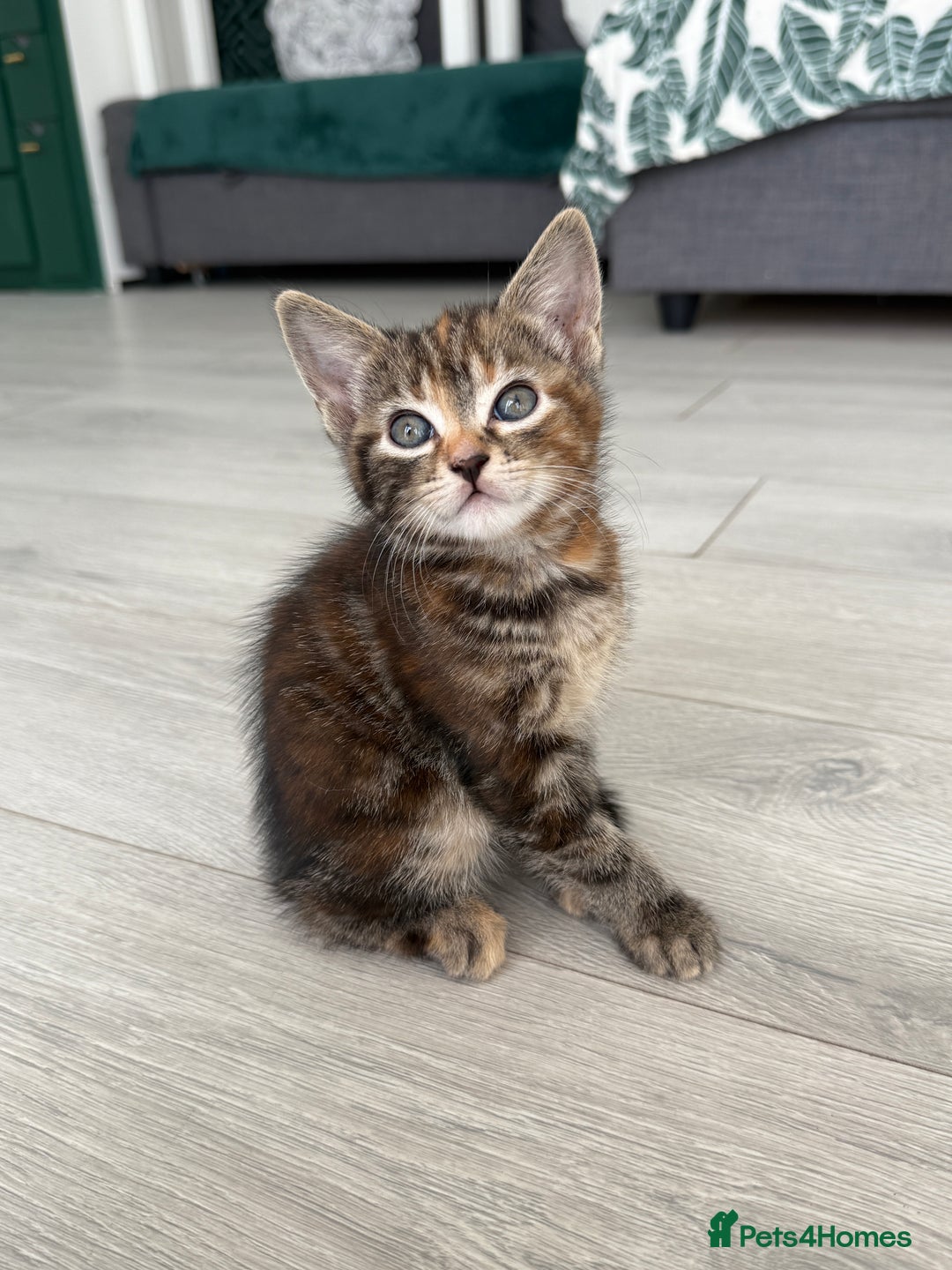 Turkish Angora cats for sale: 4 Beautiful Turkish Angora Mix Kittens - Image 3