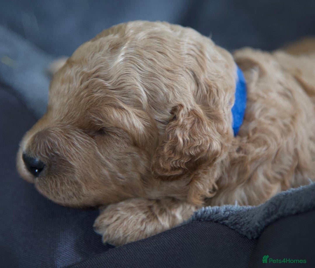 Cavachon dogs for sale: Gorgeous Cavapoochon’s Light Fox Red. - Image 4