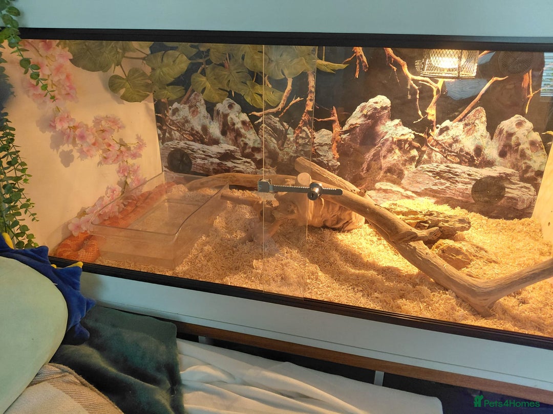 Corn Snake reptiles for sale: Corn snake  - Image 7