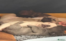 French Bulldog dogs for sale: French bulldog pups ❤️ - Image 6
