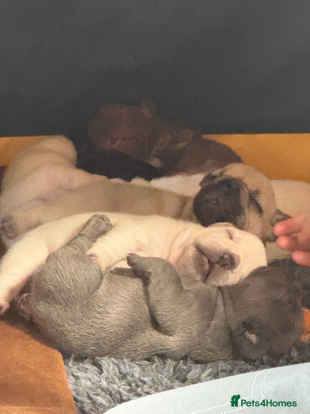 French Bulldog dogs for sale: French bulldog pups ❤️ - Image 6
