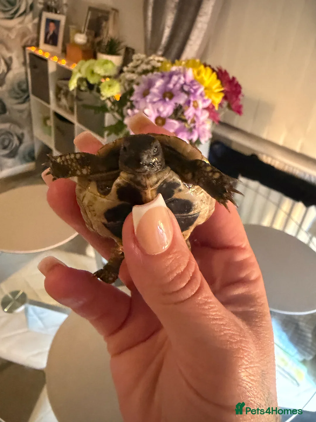Hermann Tortoise reptiles for sale: Baby Nacho - Advert 1