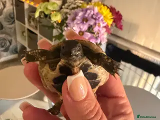 Hermann Tortoise reptiles Baby Nacho - Advert 1
