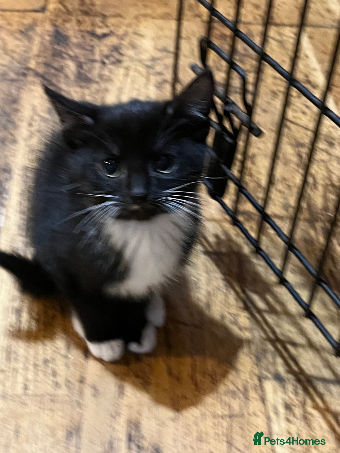 Mixed Breed cats for sale: Mixed breed kittens  - Advert 3