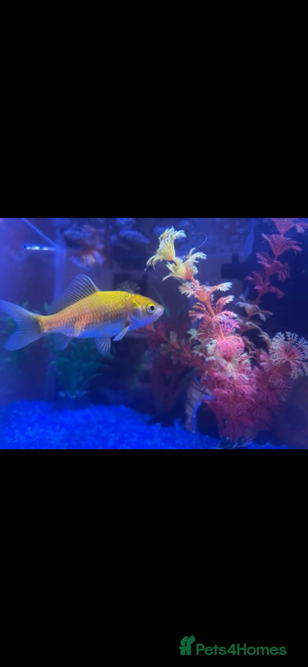 Goldfish fish for sale: Gold fish and telescope gold fish  - Image 3