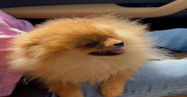 Pomeranian dogs - Advert 1