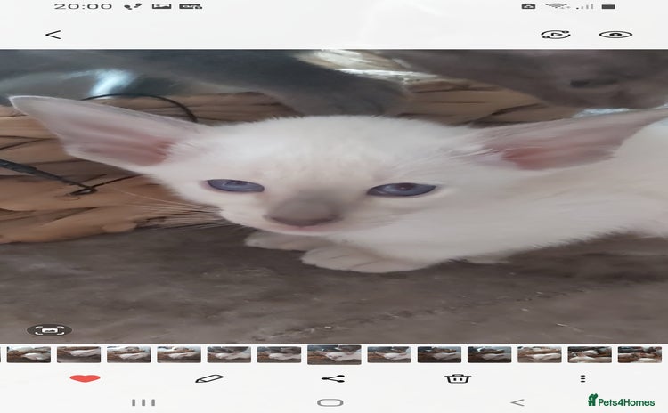 Oriental cats - Advert 1