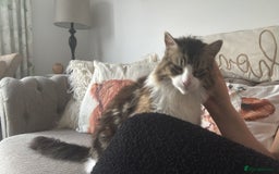 Norwegian Forest Cat cats for sale: Summer - Image 6