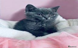 British Shorthair cats for sale: 🐾 Blue British Shorthair Kittens  🐾 - Image 1