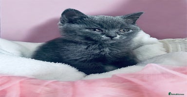 British Shorthair cats - Advert 3