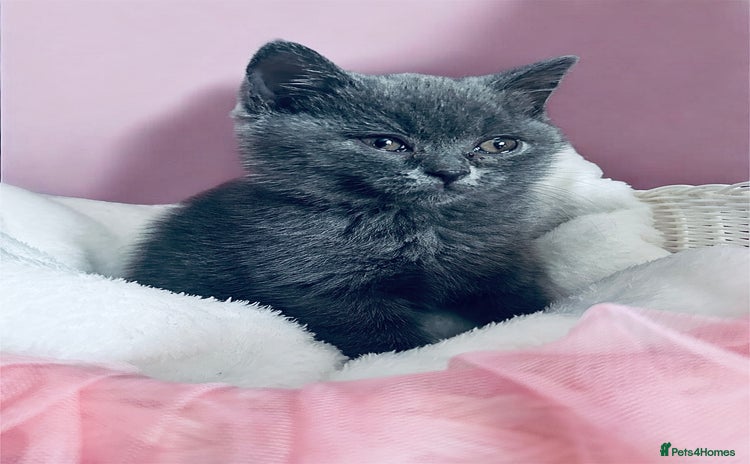 British Shorthair cats - Advert 10