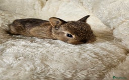 Netherland Dwarf rabbits for sale: Netherland Dwarf bunnies - Image 21