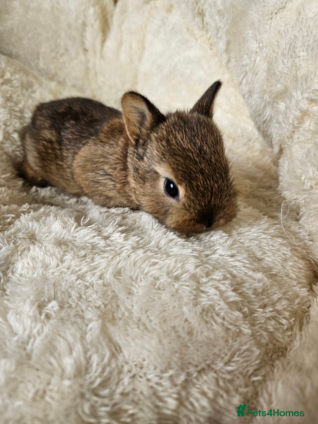 Netherland Dwarf rabbits for sale: Netherland Dwarf bunnies - Image 21