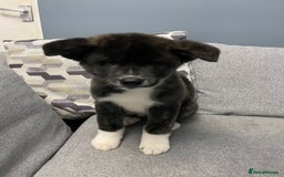 Japanese Akita Inu dogs for sale: Japonese Akita Inu - Advert 19