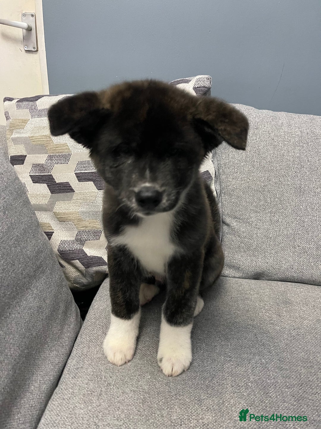 Japanese Akita Inu dogs for sale: Japonese Akita Inu - Advert 19