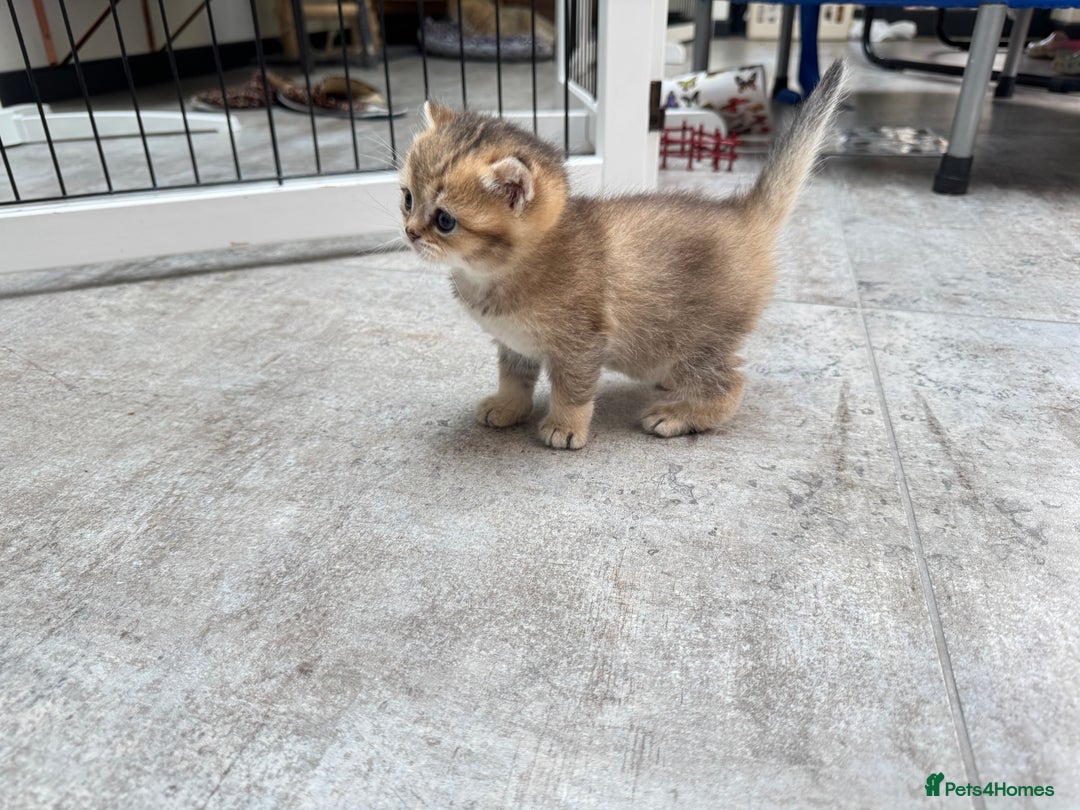 British Shorthair cats for sale: ✨🐾 Soft & Adorable Golden White Blue Kitten 🐾✨ - Image 9