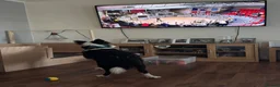 Border Collie dogs for stud: Rock  - Advert 14
