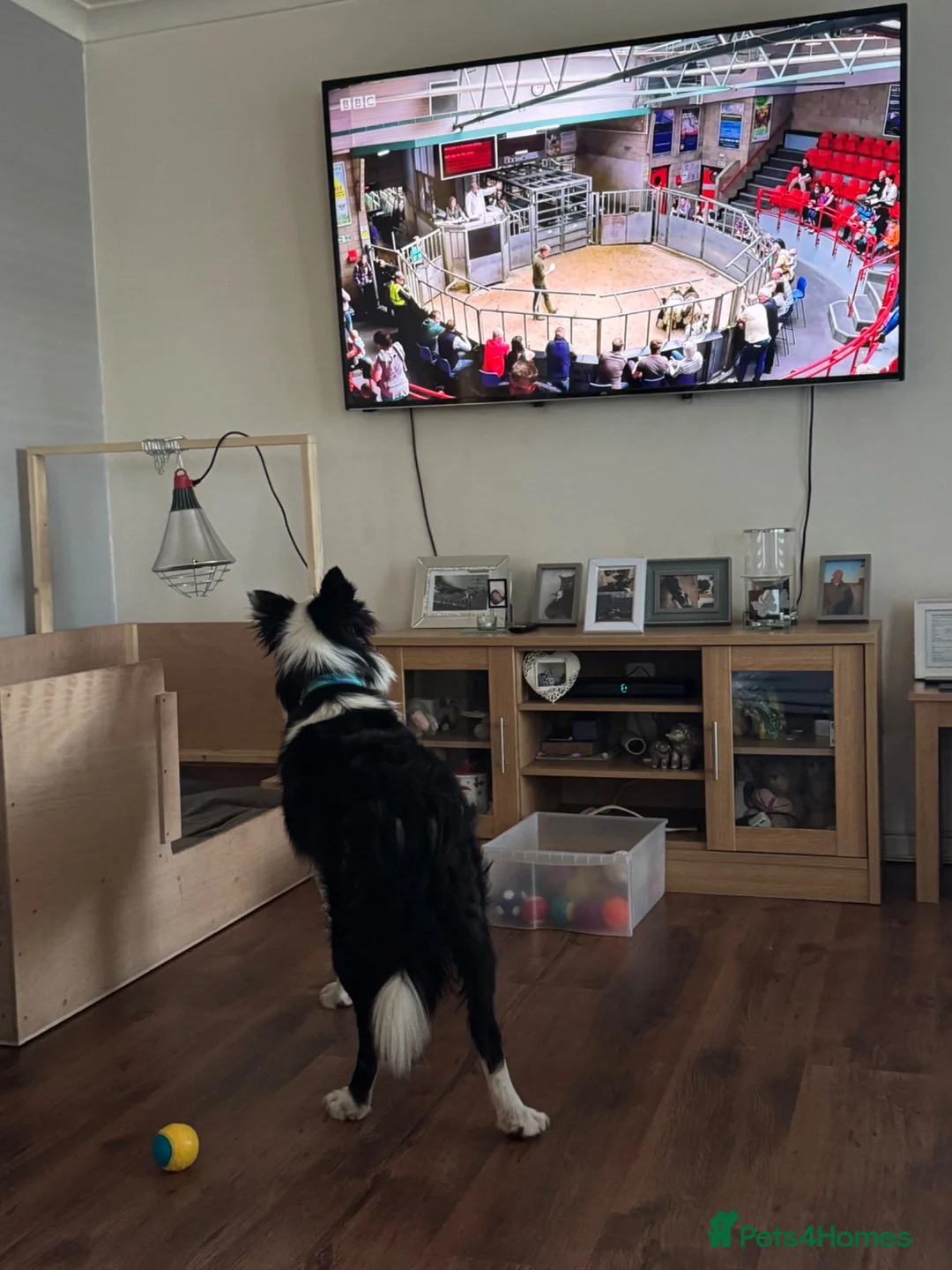 Border Collie dogs for stud: Rock  - Advert 14