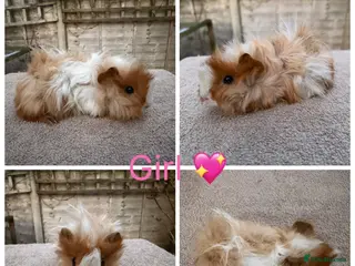 Guinea Pig rodents Male & Female Guinea pigs(Teddy,Funky,Abby,Smooth) - Advert 17