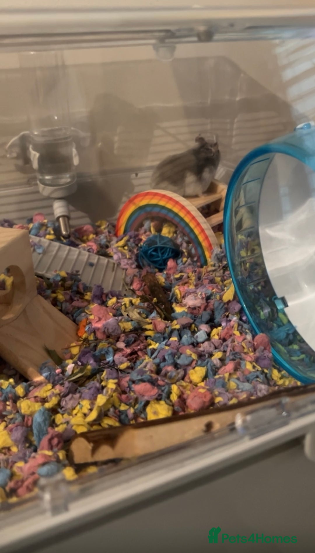 Hamster rodents for sale: Russian dwarf hamster for sale - Image 3