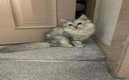 Siberian cats for sale: Siberian cat - Advert 2