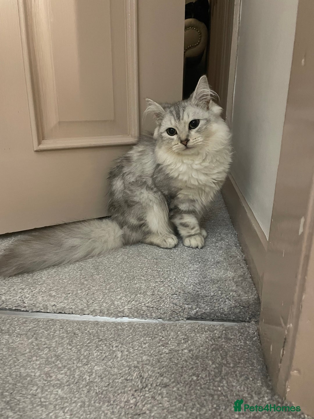 Siberian cats for sale: Siberian cat - Advert 2